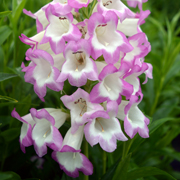 Penstemon Pensham Laura